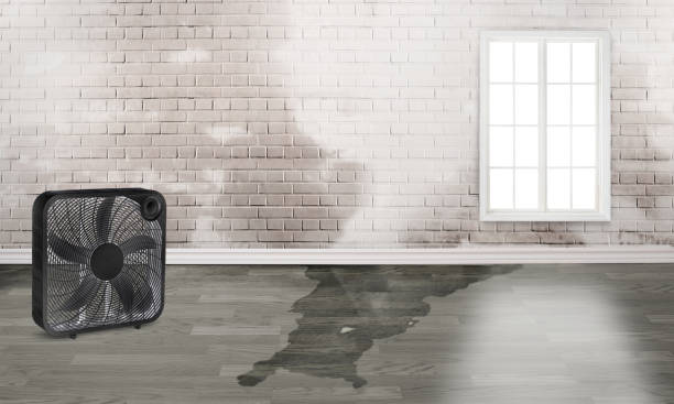 Best Local water damage restoration  in Fayetteville, TN